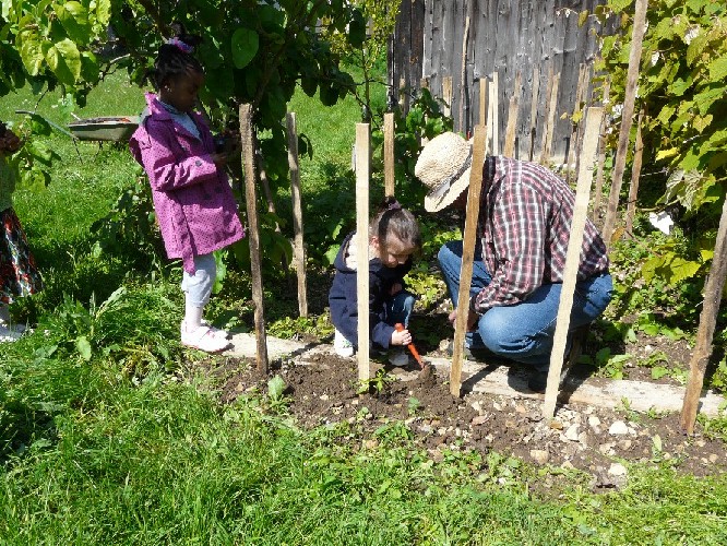 Les tomates sont mises en terre